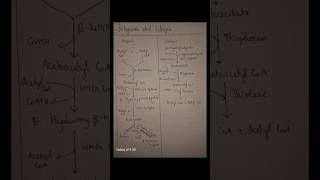 Ketogenesis and Ketolysis Notes #study #biochemistry #notes