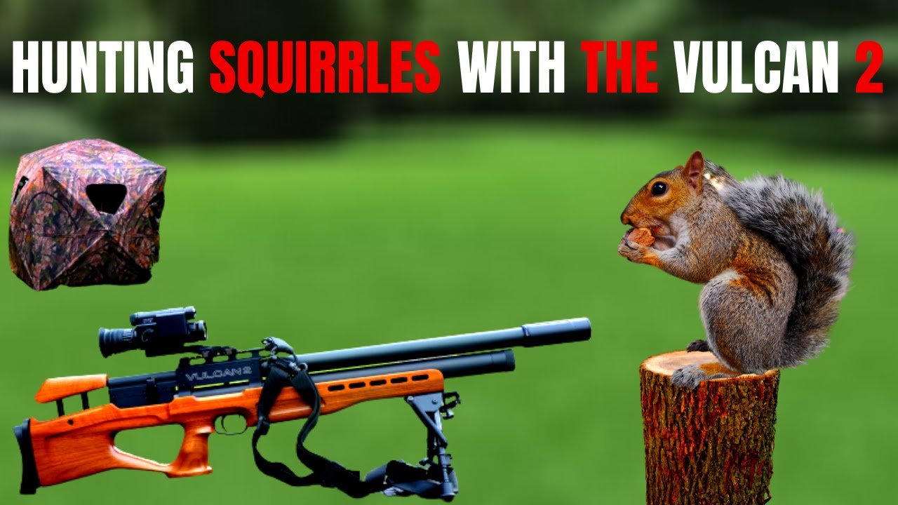 squirrel hunting with air rifles YouTube