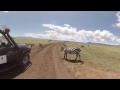 360 4K VR Video of Wildlife at Ngorongoro Crater, Tanzania