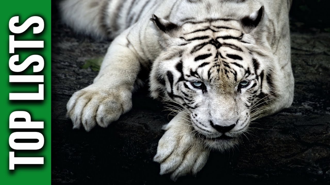 Animals, thanks to the extinction of which we are still alive Animals, thanks to the extinction of which we are still alive