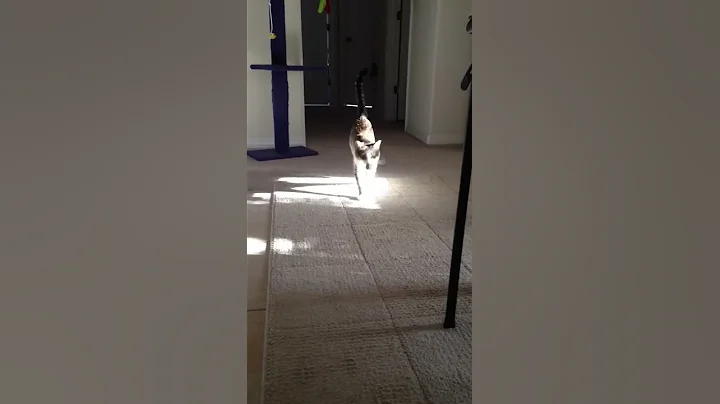Lou playing fetch