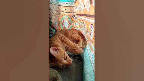 Watch the video about Cute funny kittens movements 🐈 | #cat #adorablekittens #cute #kitten #youtubeshorts #viral