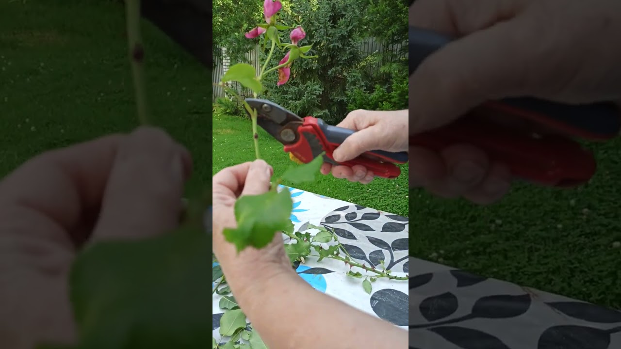 Как размножить розу (черенкование - это просто).