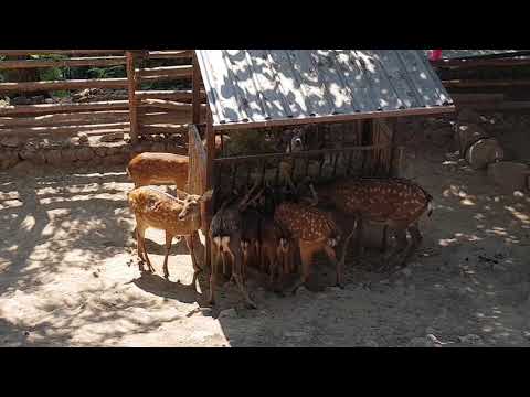 A group of Ussuri sika deers