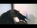 My pet rook trying to "protect" my cat