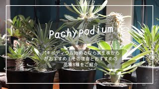 【大人気♪】パキポディウムを気軽に始める方法とおすすめの品種8種