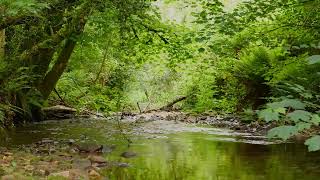 SOOTHING SOUNDS OF FOREST BROOK AND CHIRPING BIRDS, RELAXING NATURE SOUNDS, ASMR