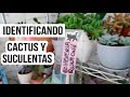 NOMBRES DE CACTUS Y SUCULENTAS ETIQUETANDO UNA POR UNA MIS PLANTAS | MILICIENTA