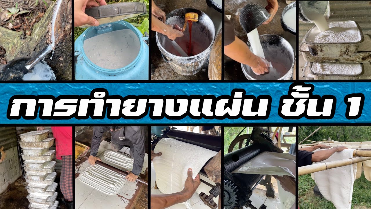 ขั้นตอนการทำยางแผ่น | ตั้งแต่กรีดไปจนตาก | 