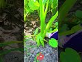 Why are taros so small Prune side shoots, redirect nutrients for massive harvest! 🌱✂️✨