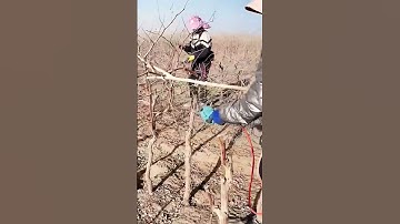 Orchard Management - Pruning Fruit Trees