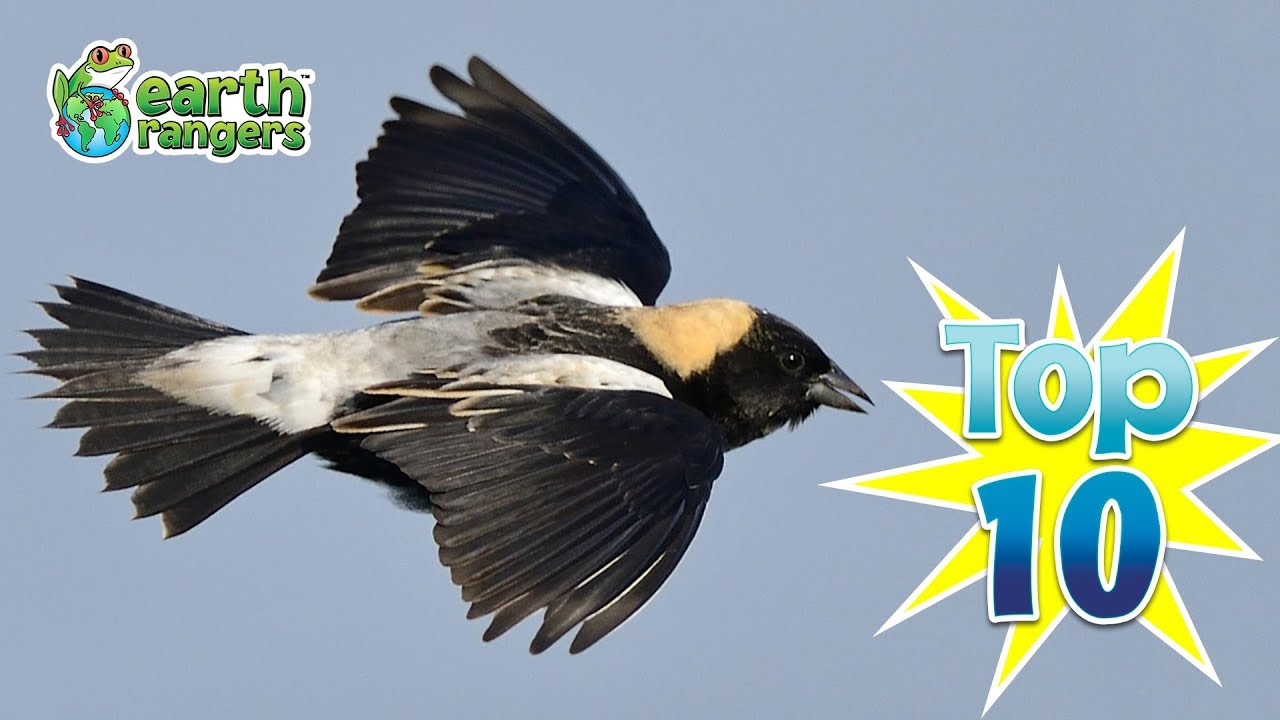 Top 10: Things You Didn't Know About Bobolinks 
