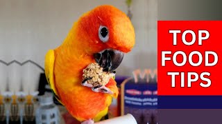 Sun Conure Food | What to Feed Your Parrot