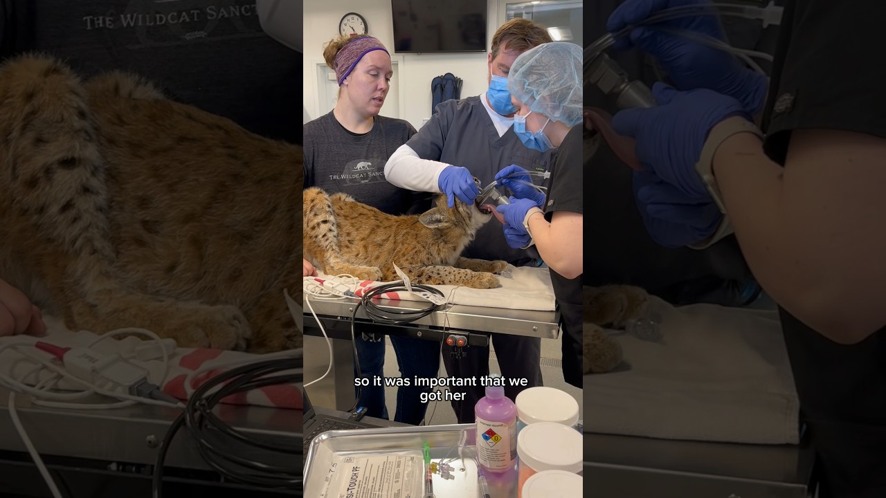 Since Her Arrival: Rescuing Kimba 🐾❤️🩺 || The Wildcat Sanctuary