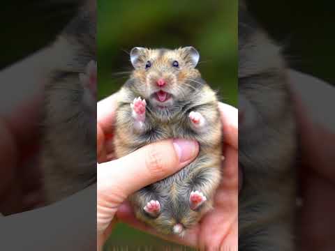 "The Cutest Laugh Ever: Hamster Gets Tickled and Quits Life by DXY ARMY