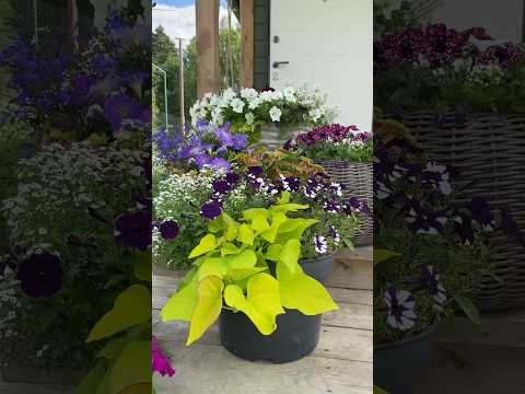 📣HELP-как называется эта петуния?!классный пересорт#петуния#дача#теплица