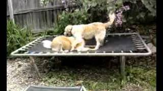 dog-wrestle-2-20100918.mp4