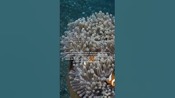 آل عمران، آیة 145-146 | سوره آل عمران، آیه 145 تا 146