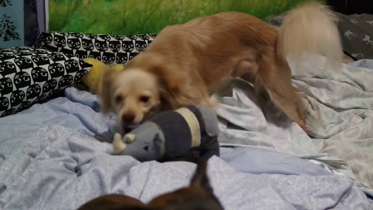 Boris Playing With His Rhino Long Haired Chihuahua Mix So Sweet