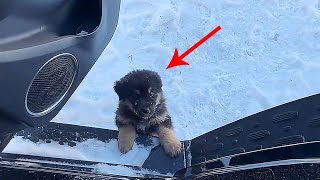 видео: «Пойдем со мной!Ты замерзнешь здесь» При -40°Cдве сестры путешествии нашли двух монгольских мастифов картинка: «Пойдем со мной!Ты замерзнешь здесь» При -40°Cдве сестры путешествии нашли двух монгольских мастифов