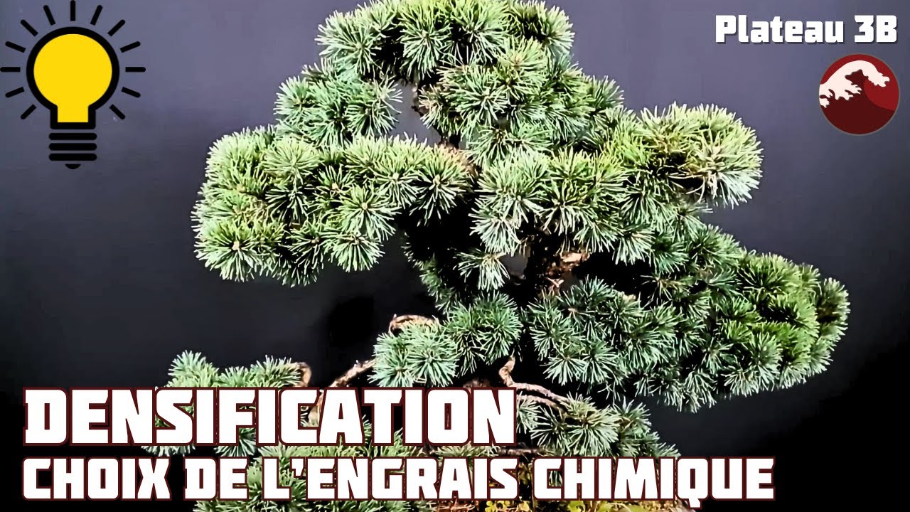 Comment Obtenir une Belle Densification sur son pin ? 🌱 NEJIKAN BONSAI 🌱