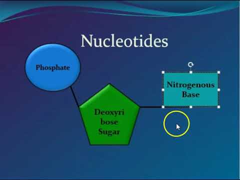 L2 Structure noma ukwakhiwa kwe DNA