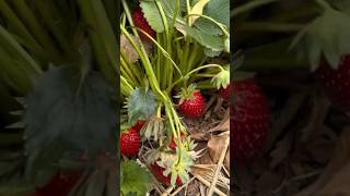 One of the place to experience in United Kingdom 🇬🇧 #strawberry #farm #ukdiaries #eastfieldfarm