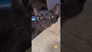 Random Funny Cat Moments 😹🐱 | Instant Laugh #Shorts