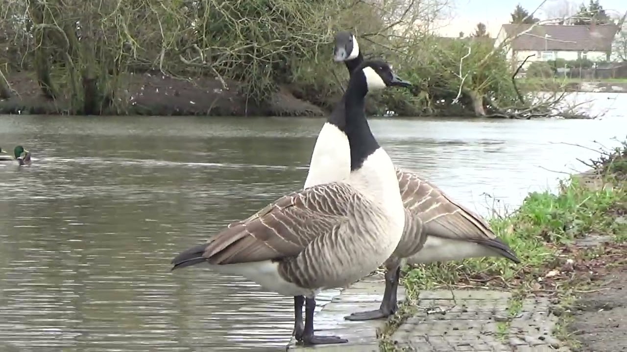 Something To Say #waterlovelybird #canadageese #canadiangeese #geese #brantacanadensis #waterbirds