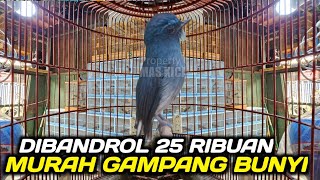 NYESEL BARU TAU ! BURUNG ANTIK MEWAH CUMA 25 RIBUAN PADAHAL GAMPANG GACOR