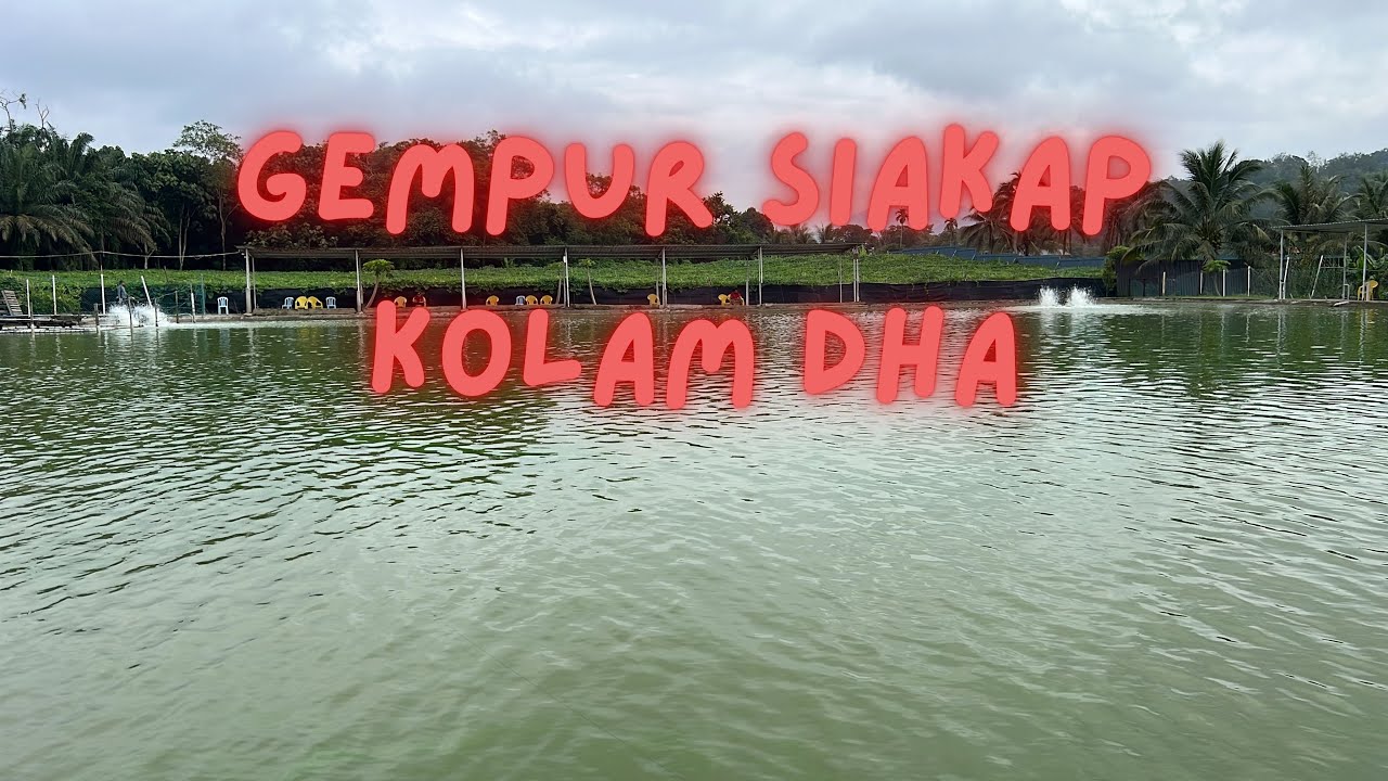 Gempur Siakap Kolam DHA