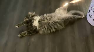my cat on 2%