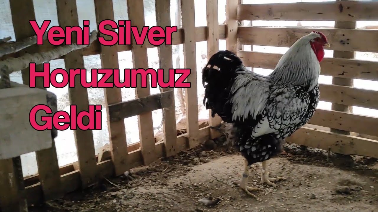 Yeni #siyahbeyazoyalı Silver wyandotte horozumuzu getirdik