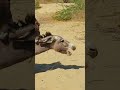 °The Donkey Behavior' #shorts #trending #animals #viral