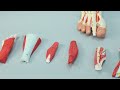 Axis Scientific 9 Part Foot with Muscles, Ligaments, Nerves, and Arteries Assembly Video