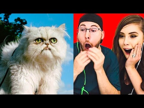 do-not-laugh-challenge!-funny-cats!