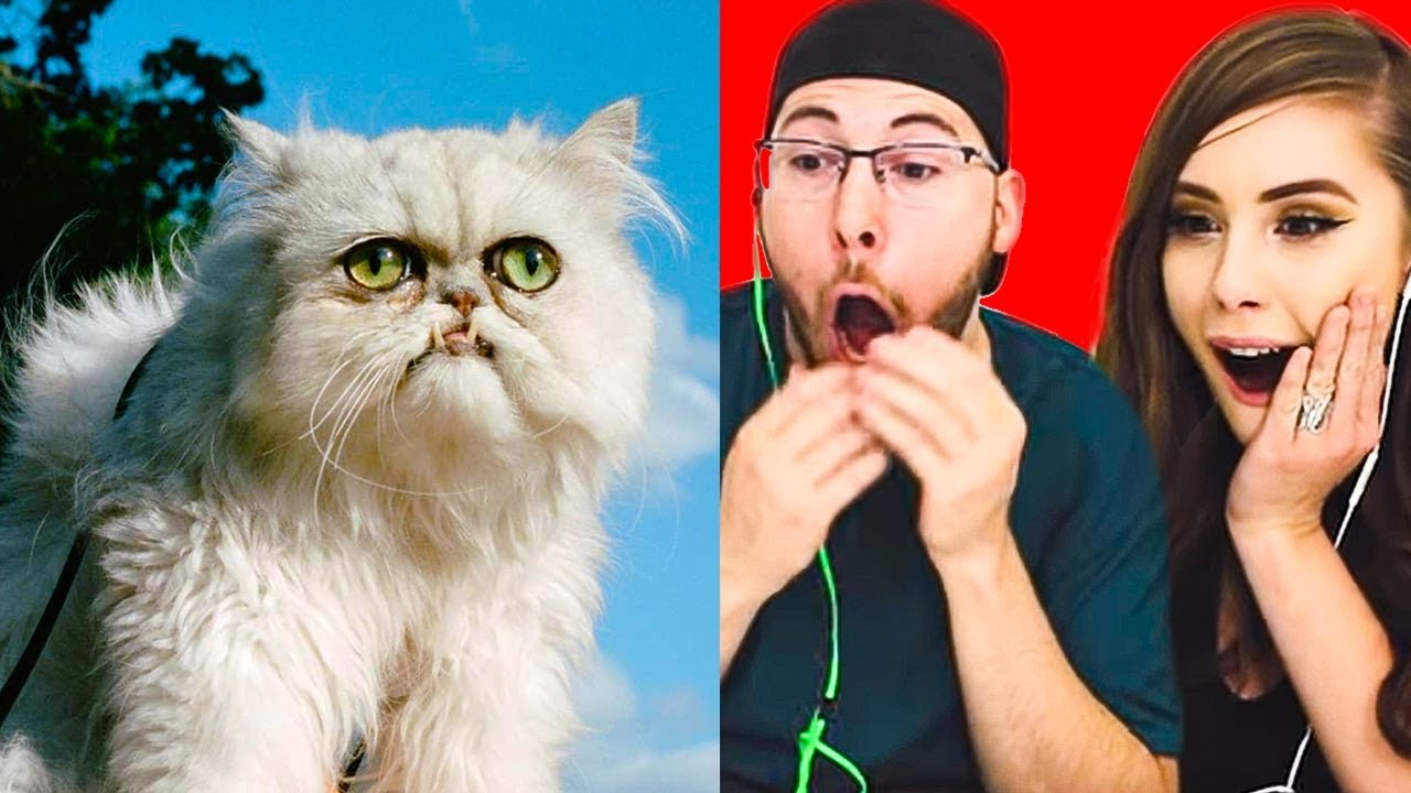 DO NOT LAUGH CHALLENGE! FUNNY CATS!