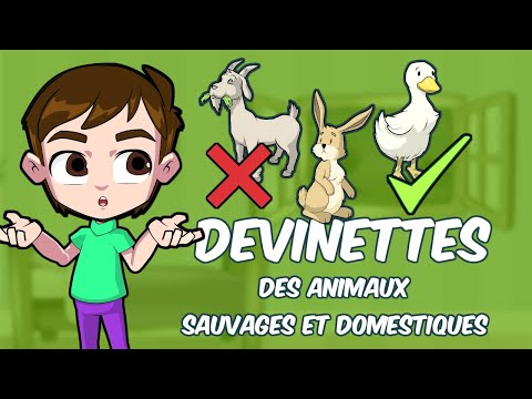 Vidéo: Les animaux les plus drôles : photo, description