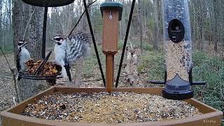 Dueling Downy woodpeckers by Birdchill™ birdwatching cams 12 views 1 year ago 47 seconds