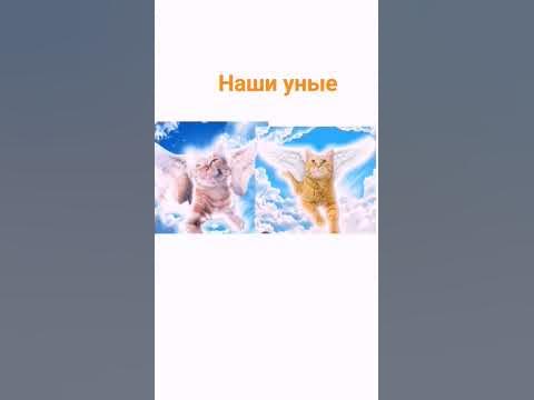 жалко симбочек😭😢😢 - YouTube