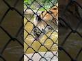 #shorts カサンドラさん 給水中〜😊　アムールトラ　大森山動物園にて　2026年9月20日
