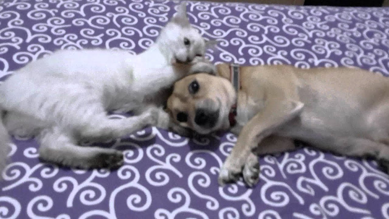 Perro y Gato Peleando - Jugando - YouTube