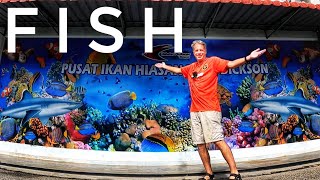 Saving the Green Sea Turtle at the Pusat Ikan Hiasan (Port Dickson Ornamental Fish Centre)