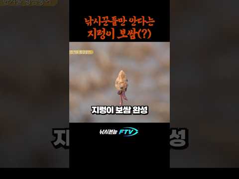 지렁이로 보쌈하는 법 #shorts #붕어낚시 #민물낚시