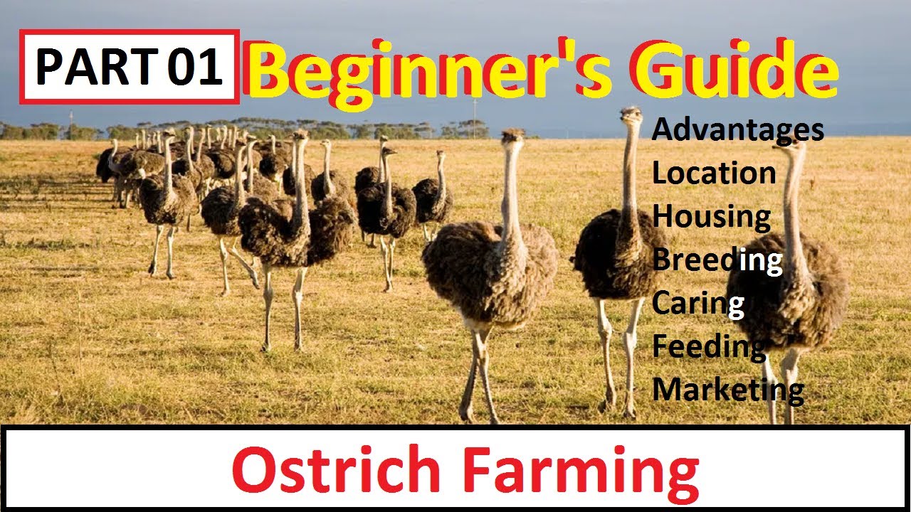 business plan for ostrich farming