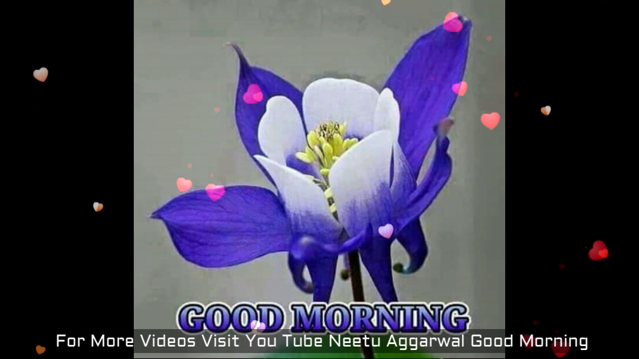 Good Morning Flowers For You Good Morning Wishes Greetings Sms