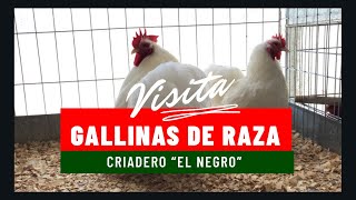 Gallinas de raza de 