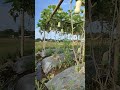 Ultimate Pumpkin Garden Ambience ASMR 🎃 | Pure Relaxing Farm Sounds