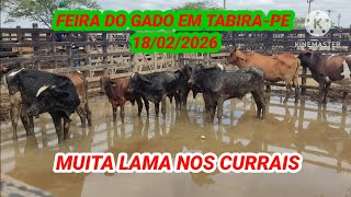 Feira do Gado de Tabira-PE / Currais com muita Lama / dia 18/02/2026