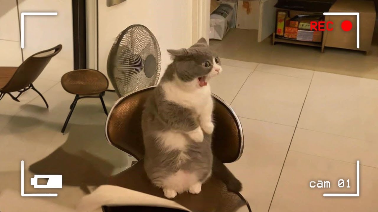 Когда коты думают, что за ними никто не наблюдает… и перехитряются быть комиками всех 😹 Смешное к...